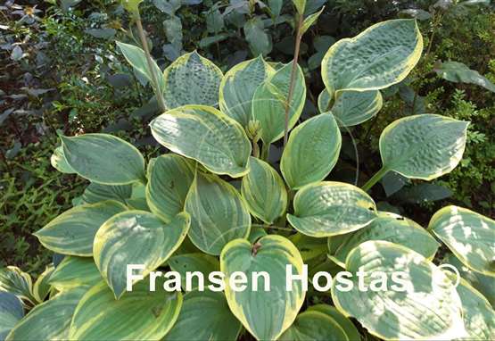 Hosta Anglo Saxon